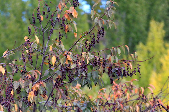 web_currants_autumn_leaves_kd_img_7676