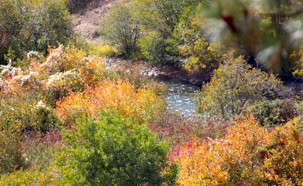 web_fall_foliage_yakima_river_kd_img_7652