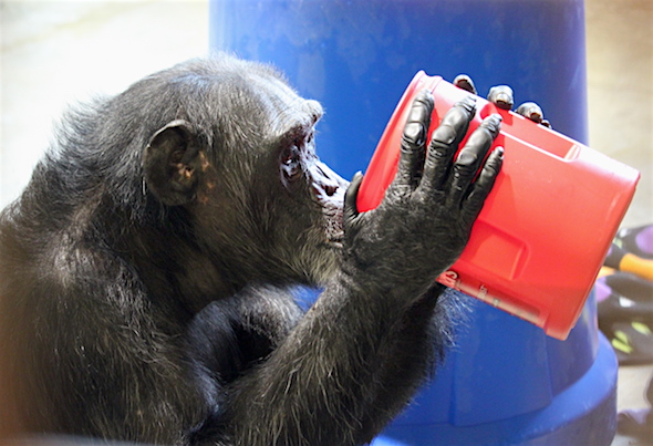 web_foxie_drink_tea_bucket_kd_img_7791