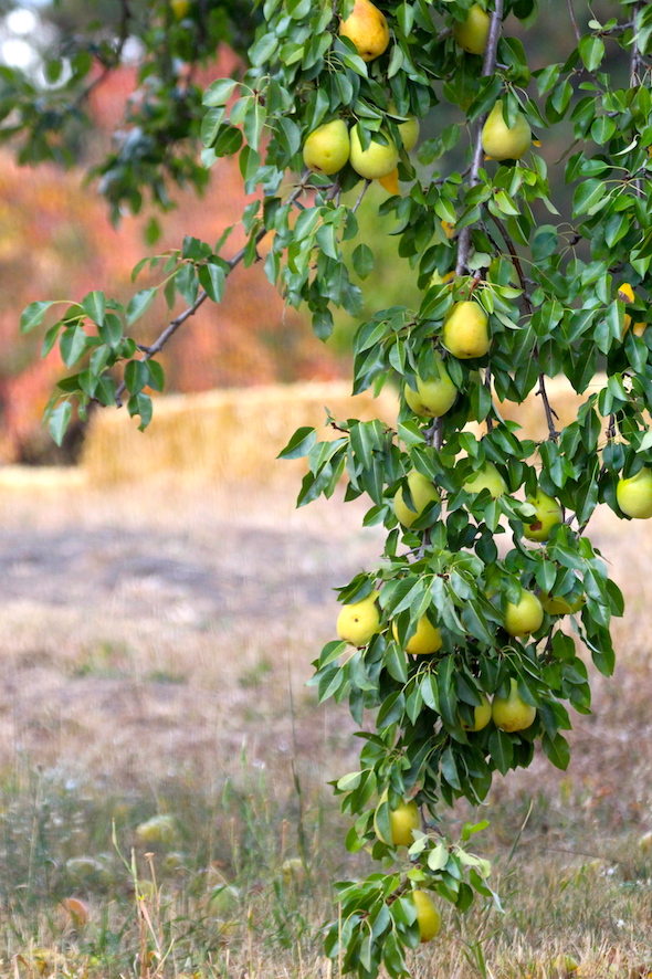 web_heavy_pear_branch_orchard_kd_img_7668