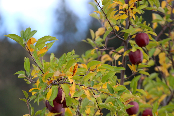web_red_apple_tree_orchard_kd_img_7674