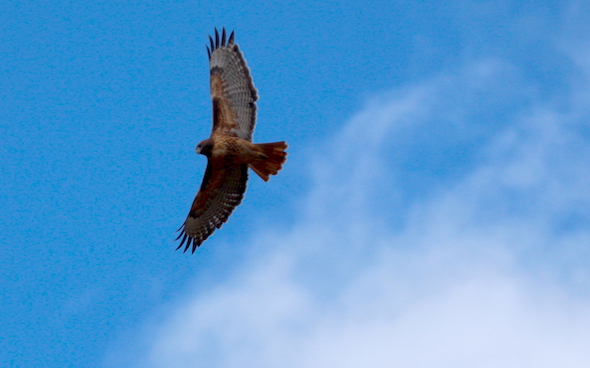 web_redtail_hawk_over_orchard_kd_img_7661