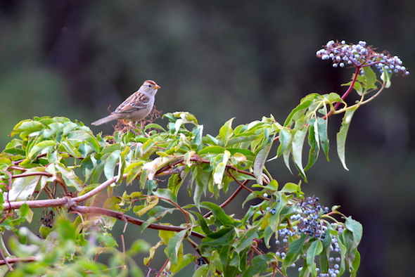 web_swallow_elderberries_kd_img_7650