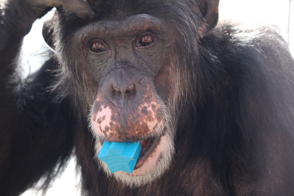 web_burrito_toy_enrichment_in_mouth_gh_ek_img_9302-copy