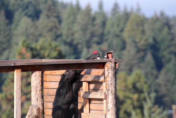 web_foxie_grab_dora_railing_yh_jb_img_9466-copy
