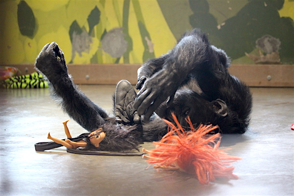 web_foxie_roll_around_play_with_dolls_xxii_kd_img_9242