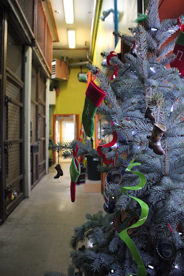 web-chimps_christmas_tree_looking_toward_kitchen_kd_img_0174
