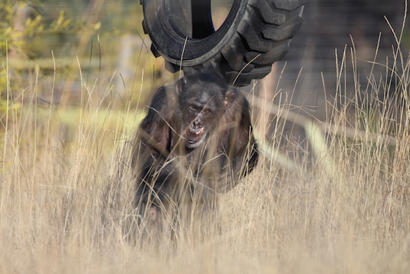 web_missy_bipedal_under_tire_swing_look_toward_camera_yh_kh_img_0686-copy