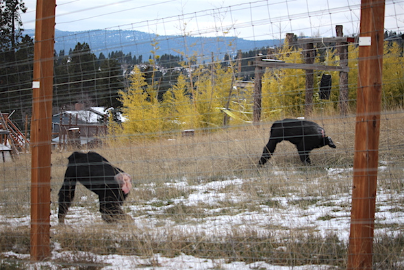 web_jamie_missy_walk_run_through_snow_kd_img_0937