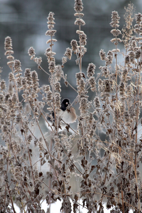 web_juncos_in_snowy_bush_kd_img_0171
