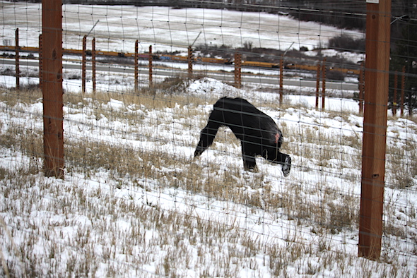 web_missy_walk_through_snow_with_jamie_kd_img_0933