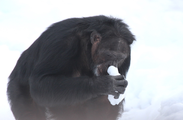jamie smell snow