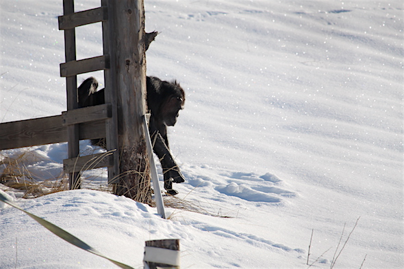 web_annie_climb_down_structure_head_out_onto_snow_yh_kd_IMG_2951 copy