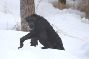 annie in snow