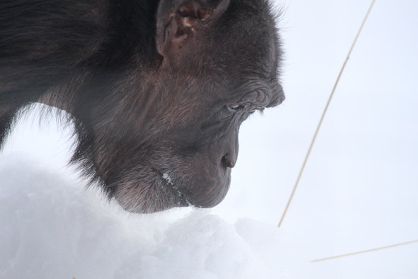 jody eating snow