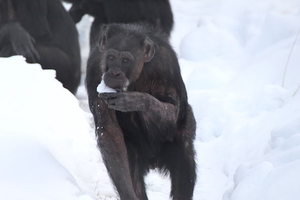 jody eating snow