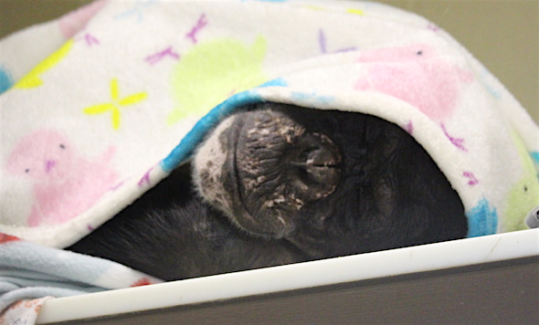 web_negra_sleep_under_blanket_fr2_kd_IMG_2909 copy