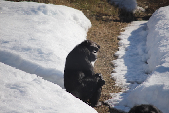 web_Annie_sit_pathway_snow_yh_aw_IMG_4337 copy