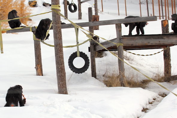 web_Five_chimps_in_snow_YH_jb_IMG_1215 copy