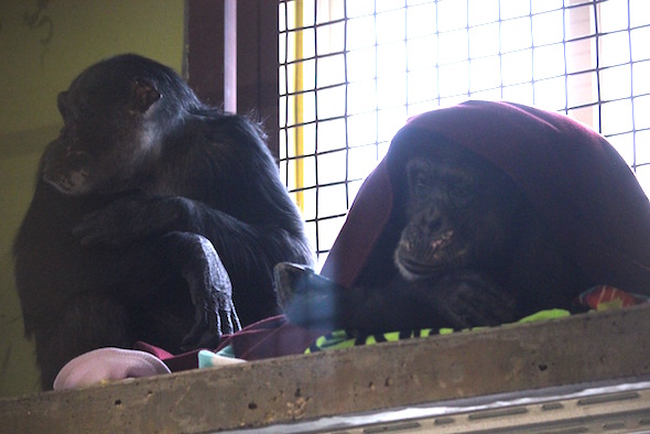 Negra sits next to a covered up Missy, aka Fake Neggie