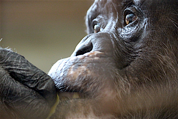 web_missy_closeup_eat lemon_kd_IMG_4403 copy