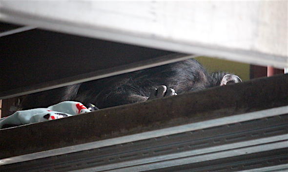 web_napping_chimp_kd_IMG_4256 copy