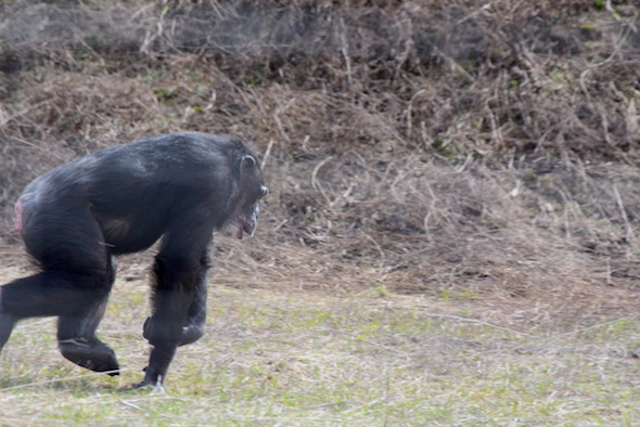 Missy running