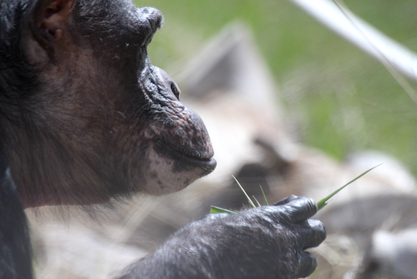 web_Negra_handfull_grass_closeup_yh_aw_IMG_6659 copy