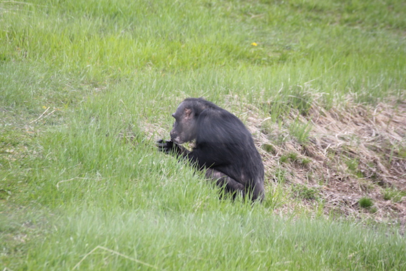 web_Negra_sit_eat_grass_yh_dg_IMG_7407 copy