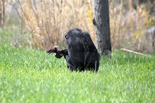 web_foxie_sit_grass_windswept_dora_back_to_camera_kd_IMG_7315 copy