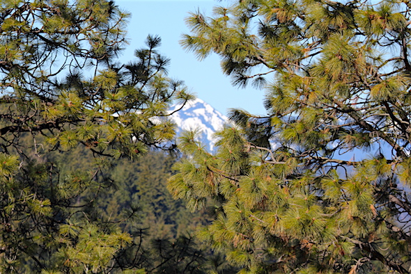 web_snowy_mountain_top_thru_pines_kd_IMG_6316 copy
