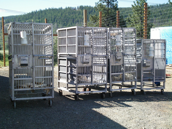 web_4 empty cages outside - chimps in sanctuary! copy