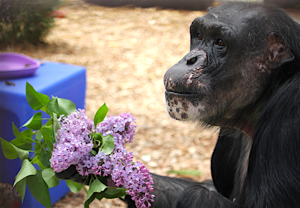 web_negra_hold_lilacs_look_up_serene_kd_IMG_7797 copy