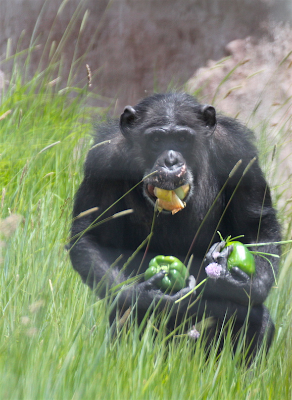 Missy carrying food to greenhouse