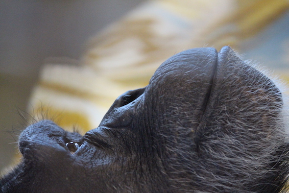 web_Annie_closeup_fr2_kb_IMG_9987