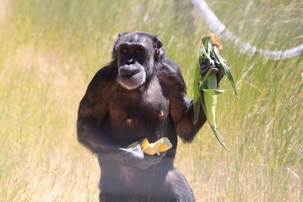 web_Jody_bipedal_corn_collection_yh_aw_IMG_0208 copy