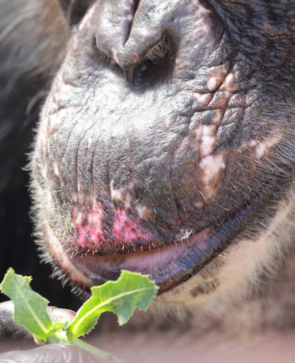 web_Negra_eat_weed_pink_beet_lips_IMG_0342 copy