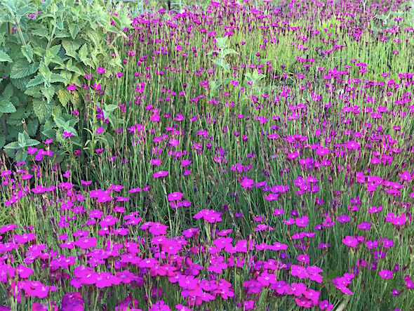 web_chimps_flower_garden_kd_IMG_1669 copy