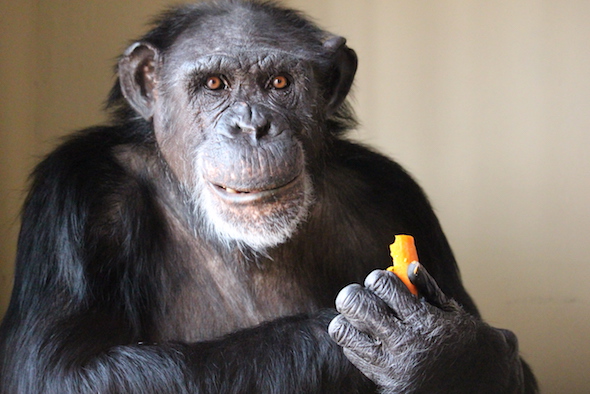 web_Jamie_eat_carrot_fr4_aw_IMG_0652