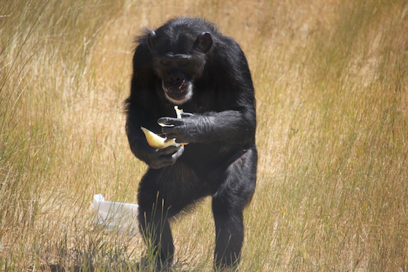 web_Missy_bipedal_hold_food_forage_YH_ek_IMG_0202 copy