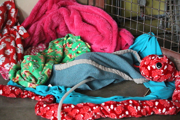 web_jamies_nest_with_red_snake_kd_IMG_9962 copy