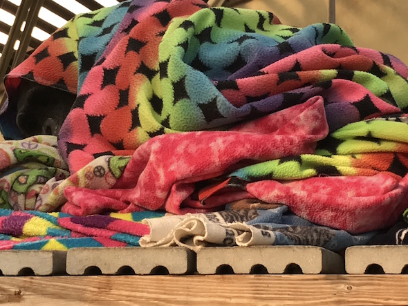 Negra_under_pile_of_blankets_GH_jb_IMG_0745