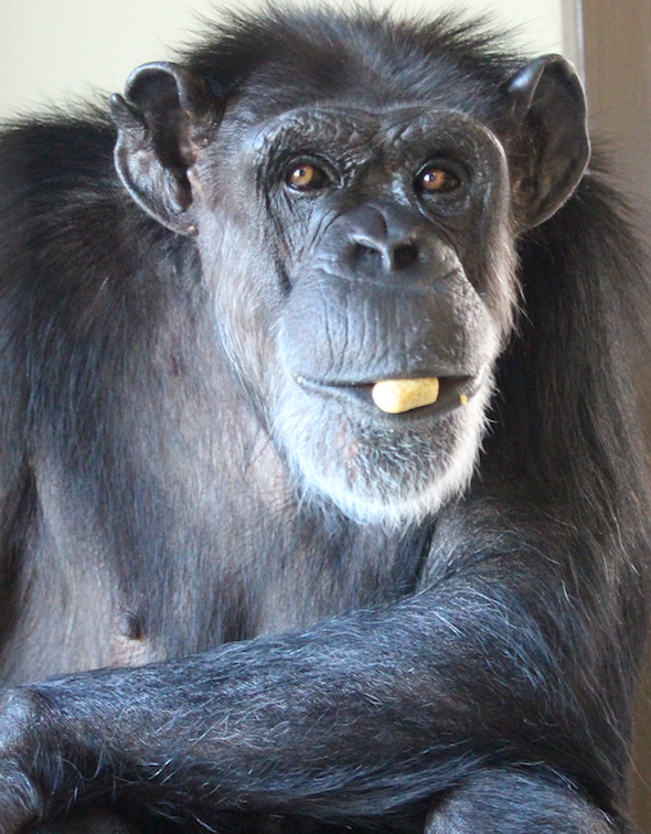 web_Annie_chow_cropped_fr4_aw_IMG_1783