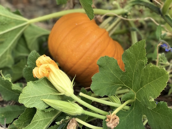 web_chimps_pumpkin_patch_kd_IMG_3713 copy