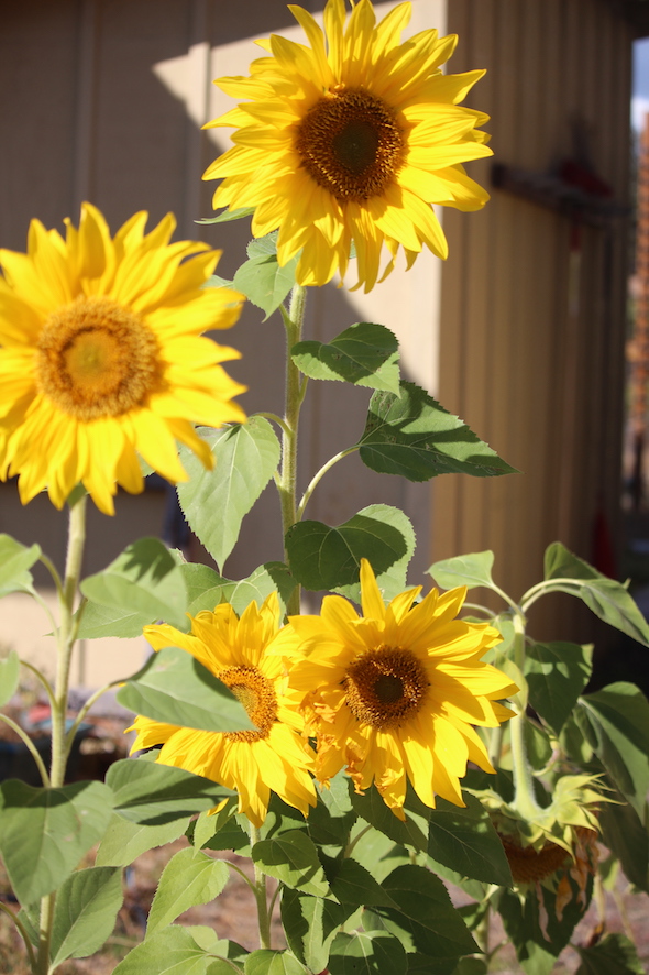 web_Fall_sunflowers_Garden_IMG_1969 copy