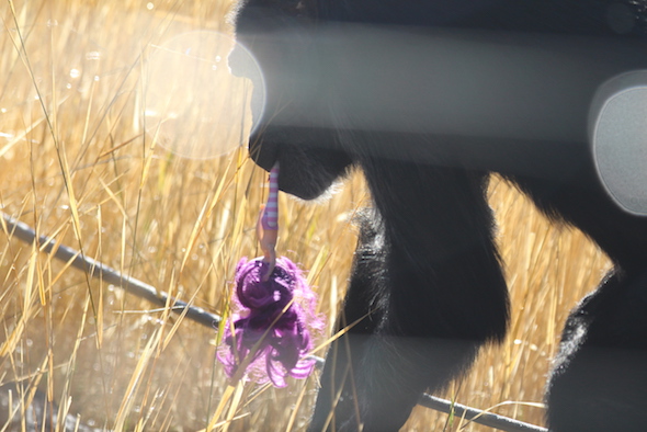 web_Foxie_purple_doll_yh_aw_IMG_2605 copy