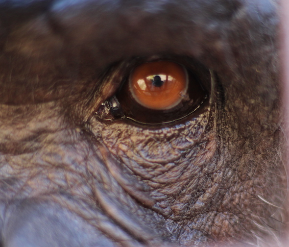 web_Jamie_eye_cropped_gh_aw_IMG_2037 copy