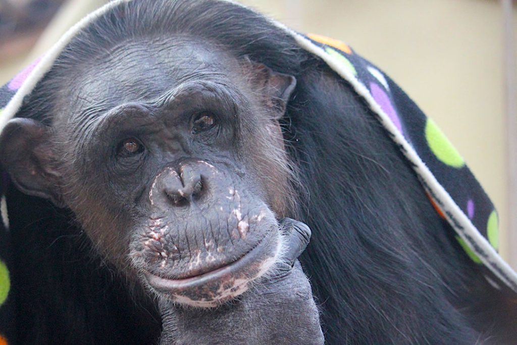 negra1_featured-image