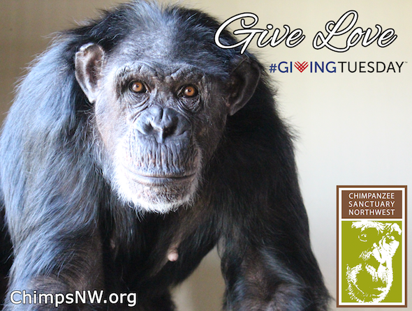 jamie givingtuesday