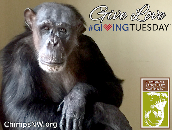 Negra Giving Tuesday